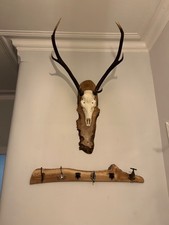 Large deer antlers - mounted