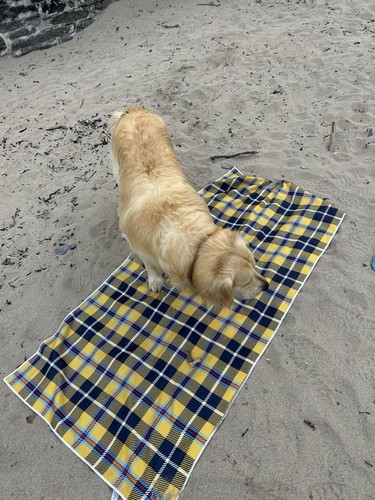 Cornish tartan dog - cornish,