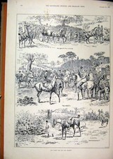 Original Old Antique Print Fox