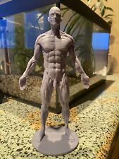 Human Anatomical Anatomy Torso