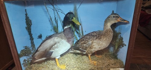 Mallard and wildfowl - mallard,