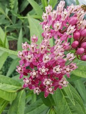 Asclepias incarnata  - Monarch