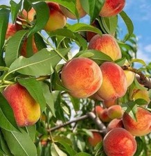4x Peach Seeds - Grow Your Own Peach Tree - ? UK Seller ?