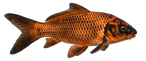 Matsuba koi carp fish - carp, pond