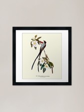 Fork tailed flycatcher - fork-tailed,