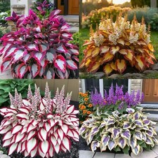 About 50 Seeds Purple White