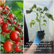 Tomato Piccolo Plant in 9cm