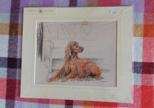 Irish setter limited - irish, edition