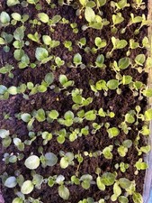 20 granulated Gloxinia Seeds