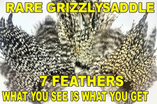 Natural Cock Grizzle Saddle – Rare Grizzly Fly Tying Feathers (7 Individual )