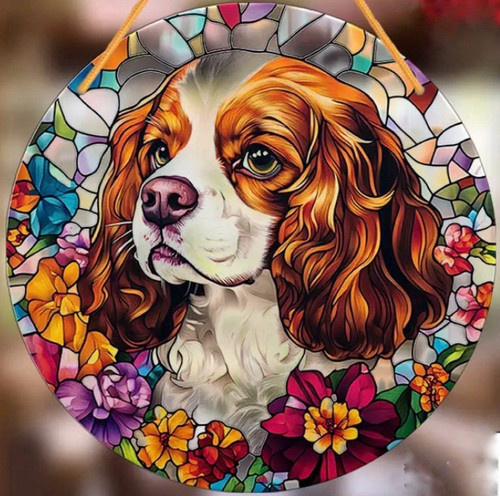 Cavalier king charles - cavalier,