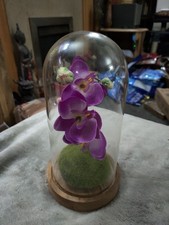 Orchid Flowers In Glass Dome