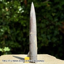 Belemnite – Belemnites