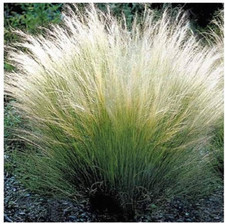 Mexican feather grass Stipa tenuissima Pony tails 95 seeds +FREE  PLANT LABEL