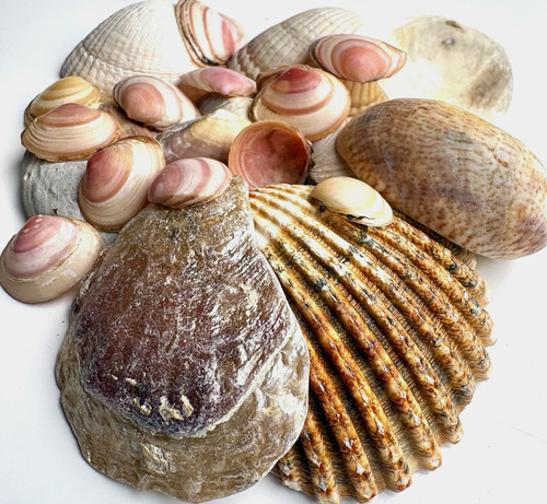 Mixed natural seashells - mixed,
