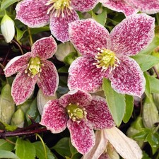 Clematis Freckles Plant Outdoor Garden Ready Climber Border Trellis Patio in Pot