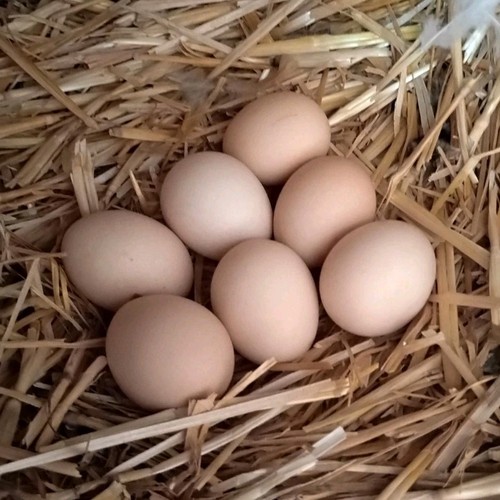 Brahma chicken fertilized - brahma,