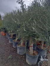 Olive Tree Standard Lollipop