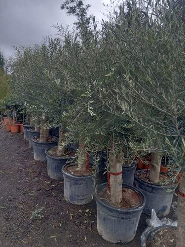 Olive tree standard lollipop - olive,