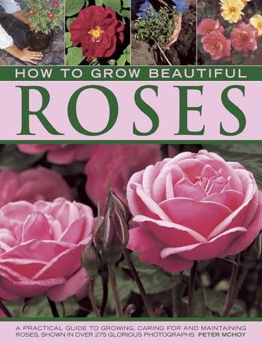 How grow beautiful - to, roses: