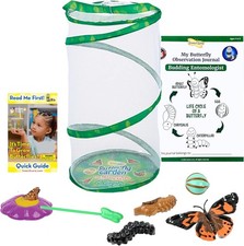 Insect Lore Giant Butterfly
