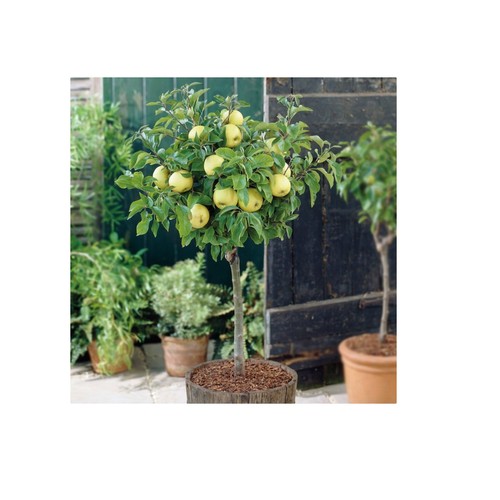 Golden delicious apple patio - apple,