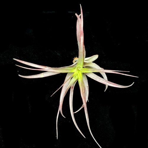 Tillandsia abdita red - tillandsia, large