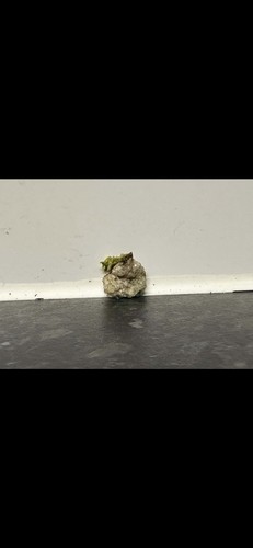 Crystal cluster pocket - crystal,