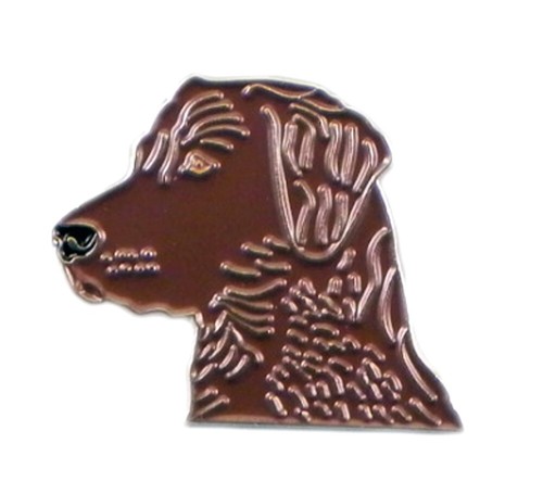 Chocolate labrador retriever - chocolate,