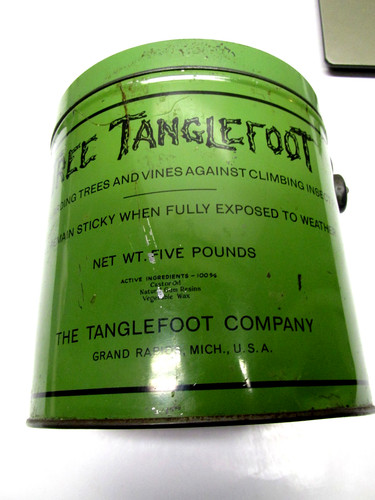 Rare tree tanglefoot - rare,