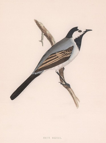 White wagtail morris s - white, morris's