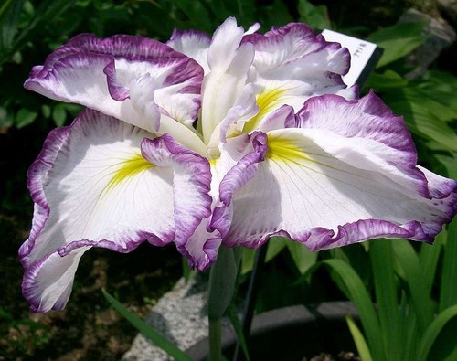 Iris ensata dinner - ensata,