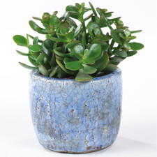 Crassula Ovata - Premium Indoor 'Money Tree' Office Desk Houseplant In 12cm Pot