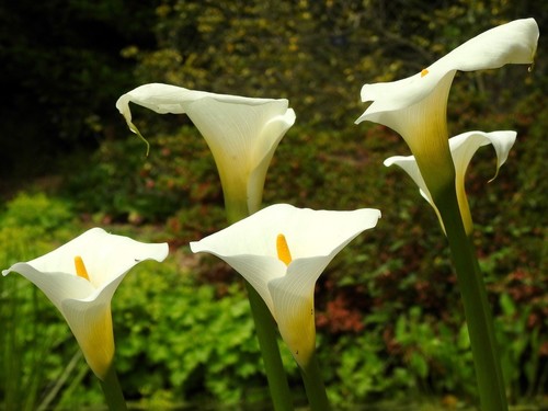 Zantedeschia aethiopica