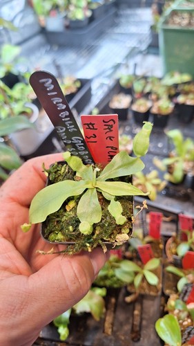 Nepenthes mirabilis globosa x - nepenthes, (mirabilis