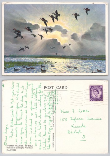 C38823 peter scott - scott, pintails
