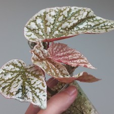 RARE - Begonia Snowcap PINK HIGHLY Variegated, 5-LEAF Established Young Plant A1
