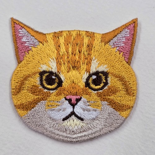 British short ginger - ginger, cat