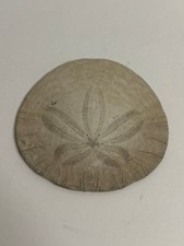 Vintage Natural Sand Dollar
