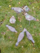 Pigeon Decoys for Shooting and