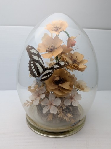 Taxidermy butterfly glass - in,