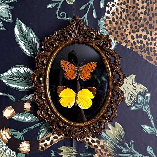 Butterfly taxidermy display - butterfly,