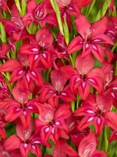 10x Gladioli Nanus ROBINETTA
