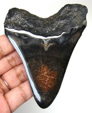 MEGALODON SHARK TOOTH - SHARK