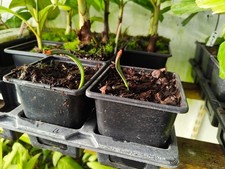 Bismarckia nobilis - 9 cm Pot