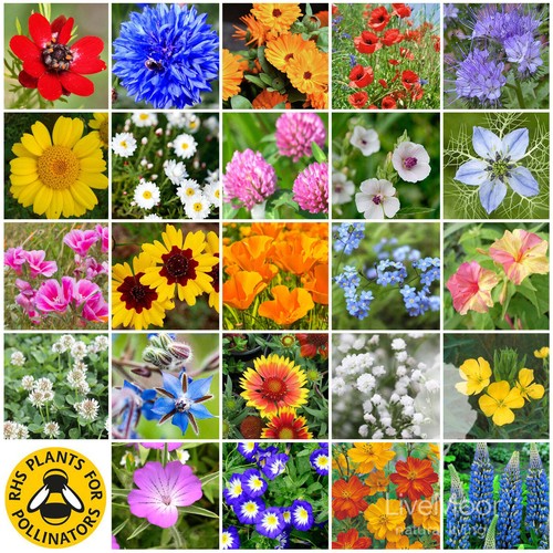 Wild flower wildflower - flower,