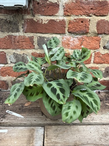 Maranta leuconeura silver - maranta,