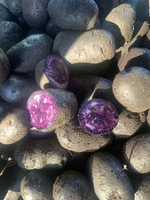 VITANOIRE Seed Potatoes -