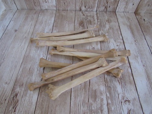 Coyote leg bone taxidermy - coyote,