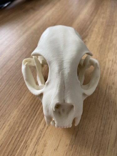 Replica bobcat skull - replica,